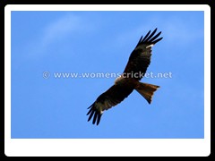 120711_201-red kite